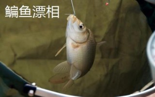 釣魚怎么看漂提竿，每個(gè)魚種漂相不一樣