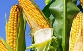 廣良甜402玉米品種簡介，春植生育期73天