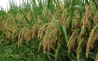 野香優(yōu)新華粘水稻品種簡(jiǎn)介，一般在4月15日前播種