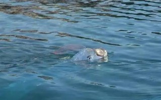 帶魚(yú)吃什么，養(yǎng)殖的帶魚(yú)愛(ài)吃動(dòng)物飼料