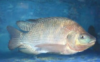 福壽魚是哪種魚，就是羅非魚