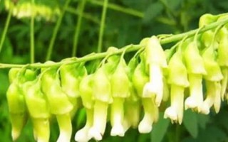 承包土地種哪些作物能賺錢，當(dāng)前種植沙棘、越桔等果樹(shù)很有市場(chǎng)前景