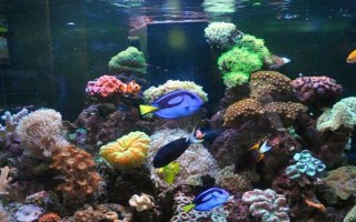 海水魚的飼養(yǎng)方法，每個月?lián)Q一次水