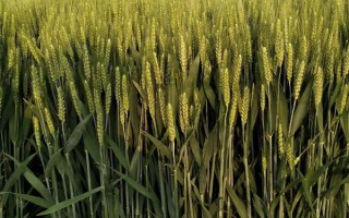 中研麥868小麥種子介紹，每畝適宜基本苗17萬(wàn)—18萬(wàn)