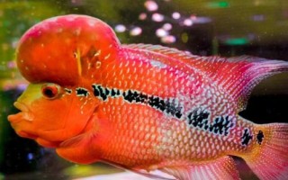 羅漢魚養(yǎng)一個月可以長多大，不同時期增長速度不同