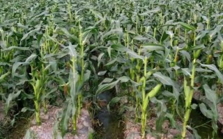 英玉828玉米種子介紹，適宜密度為5000株/畝左右