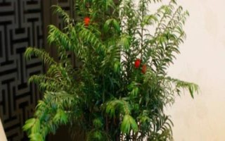 紅豆杉盆景種植技術(shù)，是第四紀(jì)冰川時期孑遺植物