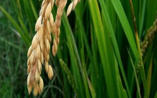 銀恒優(yōu)11903水稻種子介紹，注意防治白葉枯病
