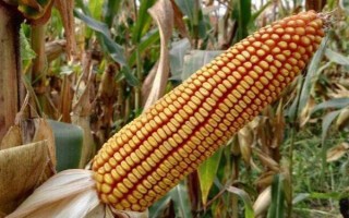 興農(nóng)9玉米種簡介，出苗至成熟111天