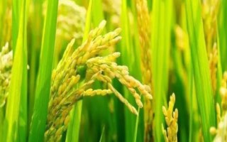臻兩優(yōu)泰絲水稻種子特征特性，每畝插足基本苗6萬以上