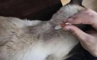 貓咪耳螨如何處理，及時清潔耳朵并涂抹耳螨藥膏治療