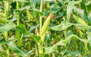 濟(jì)玉517玉米種子簡(jiǎn)介，夏播生育期109天