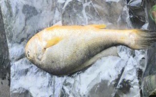 東海黃魚(yú)是不是黃花魚(yú)，黃花魚(yú)又叫做黃魚(yú)