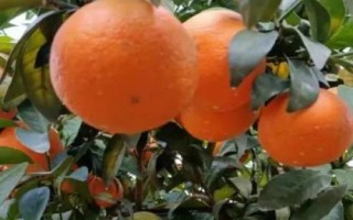 廣西橘子的品種，常見的有沃柑、夏橙、砂糖橘等