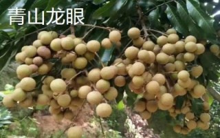 福建省福州市的水果特產(chǎn)有哪些，包括青山龍眼、一都枇杷、福州橄欖等種類