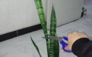 虎皮蘭太高了如何修剪，將它葉子頭部剪掉即可