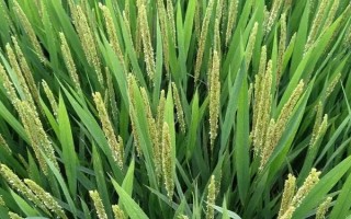 大糧202水稻品種的特性，大田每畝用種量3～4千克