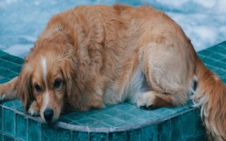 什么原因會導致狗狗口腔潰瘍，一般是喂食不當或缺乏維生素等造成的