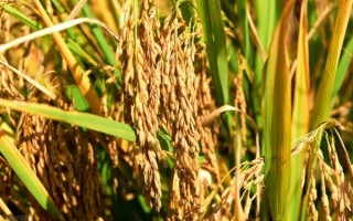 東北水稻什么時(shí)候種植，在4月中上旬進(jìn)行