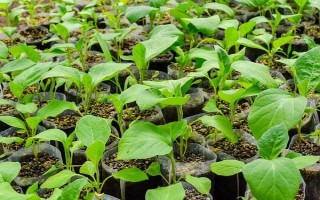 茄子有哪些病蟲害，常見的有褐紋病、疫病、炭疽病等
