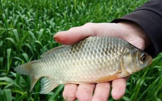 2號伊豆鉤適釣魚種，可釣獲鯽魚、白條、羅非魚等品種