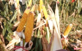 齊單838玉米種子特征特性，適宜密度為每畝4500株左右