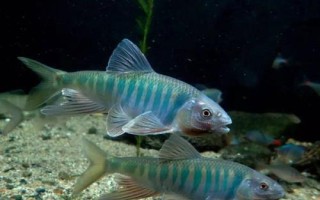 馬口魚的生活環(huán)境，常棲息在山澗溪流中