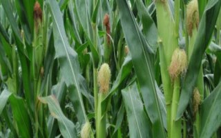 錦華175玉米品種簡(jiǎn)介，適宜密度5000株/畝左右