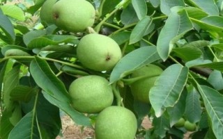 核桃樹管理技術(shù)，幼齡樹要注意防寒