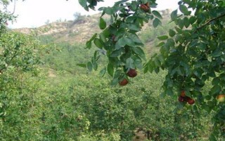 我國紅棗的產(chǎn)地，山西、新疆、寧夏、甘肅等地都產(chǎn)紅棗