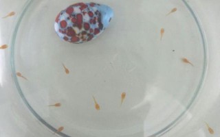 小金魚會(huì)不會(huì)產(chǎn)卵，發(fā)育成熟后是會(huì)產(chǎn)卵的