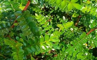 胡椒木如何養(yǎng)護，放在有一定光線的位置養(yǎng)護