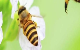 紫云英蜂蜜和椴樹蜂蜜的區(qū)別，價(jià)格不相上下