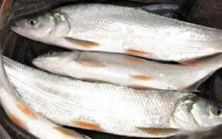 2號伊豆鉤適釣魚種，可釣獲鯽魚、白條、羅非魚等品種