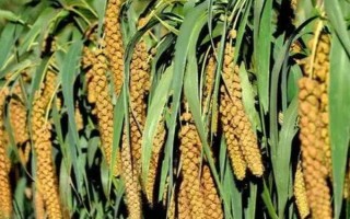 雜糧的種類(lèi)，主要包括高粱、谷子、蕎麥、燕麥等品種