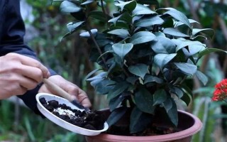 茶花的花苞干枯的原因，可能是環(huán)境不適宜或花苞缺水等