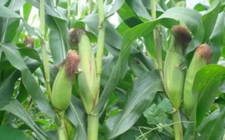 MC812玉米種子介紹，接種鑒定中抗大斑病和小斑病