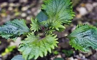 紫蘇怎么養(yǎng)殖，生長階段每個月追施一次肥料