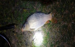 六月份能釣鯉魚，六月份的垂釣效果比較好