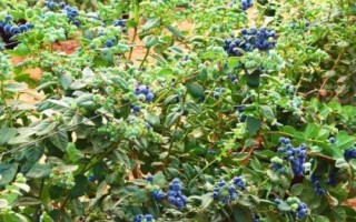 藍(lán)莓花葉病如何防治，該病不是每年都會發(fā)生