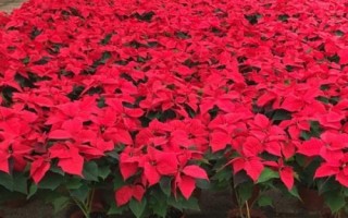 一品紅的花語，寓意新生的美好