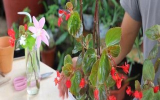 四季海棠如何修剪，一般在春季和秋季進行
