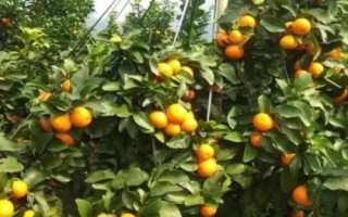沙糖桔促花保果技術(shù)，整個生長過程中都要加強田間管理