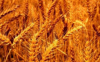 信麥9號小麥種子簡介，屬弱春性中早熟品種