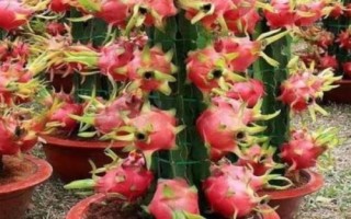 火龍果能否盆栽養(yǎng)殖，可以盆栽但不宜入土太深