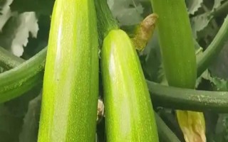 西葫蘆和絲瓜有什么區(qū)別，科屬、形態(tài)、吃法均不同