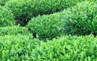 茶葉樹的種植技術(shù)，施肥以多次少許為主