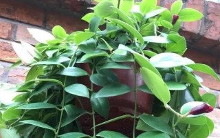 春天吊蘭多少度可發(fā)芽，室內(nèi)的溫度達(dá)到12℃以上即可