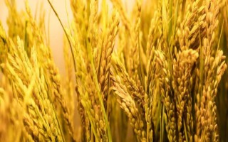 淦兩優(yōu)602水稻品種簡介，秧田播種量每畝10-12公斤