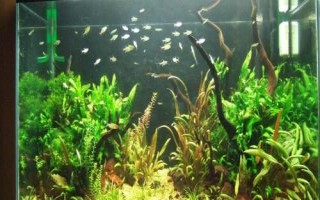 魚缸的使用壽命，通常為8-10年左右